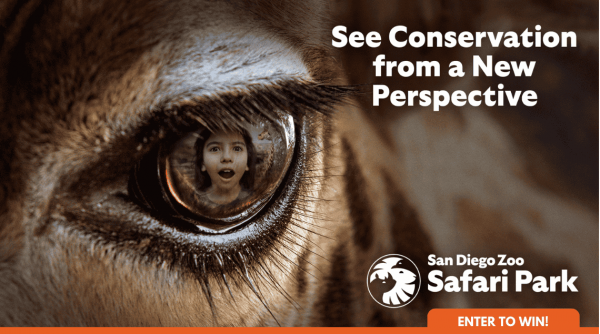 Promo SDZOO March 2025